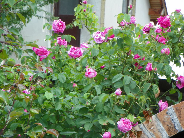 Futtaker Schlingrose?