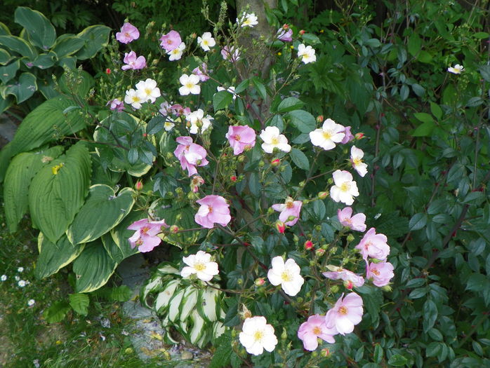 Plaisenterie