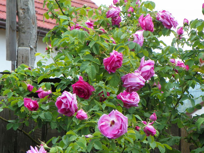 Futtaker Schlingrose?