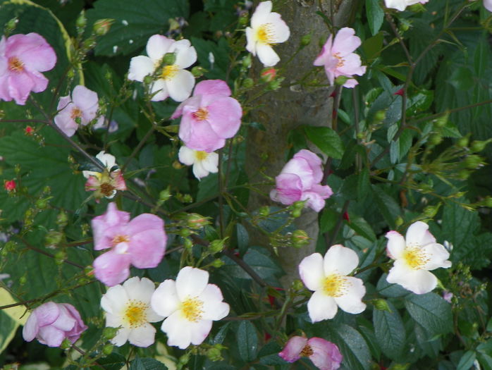 Plaisenterie