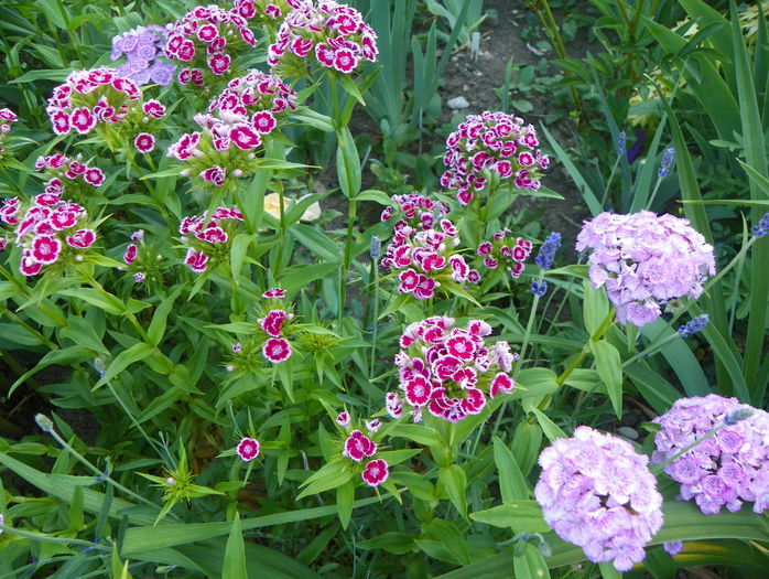 dianthus barbatus