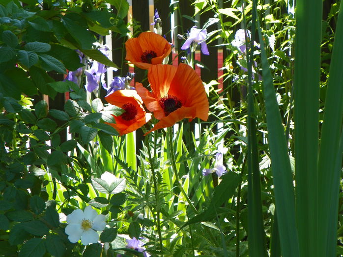 papaver orientale