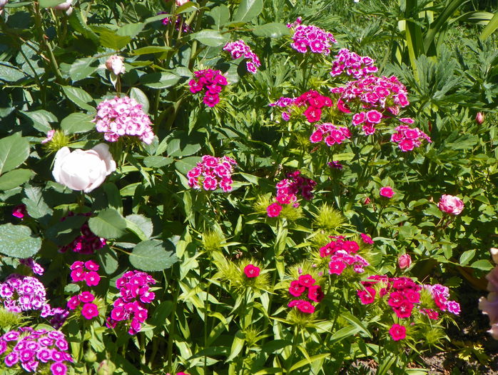 dianthus barbatus