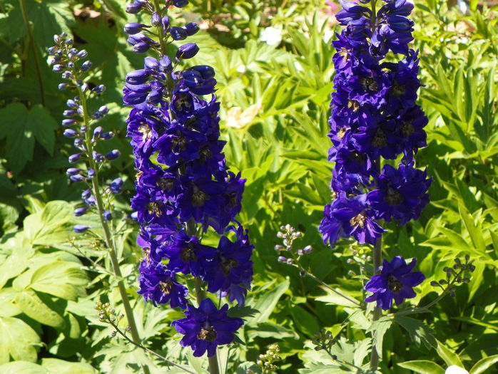 delphinium Guardian Blue
