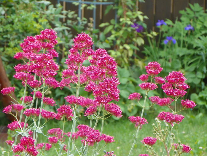 centranthus ruber - Vara 2015