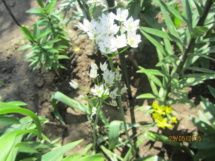 Allium (4) - a Primavara