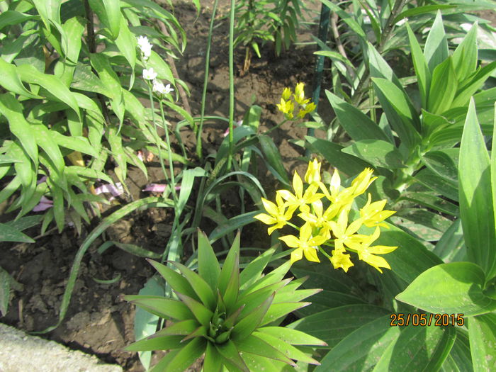 Allium (5) - a Primavara