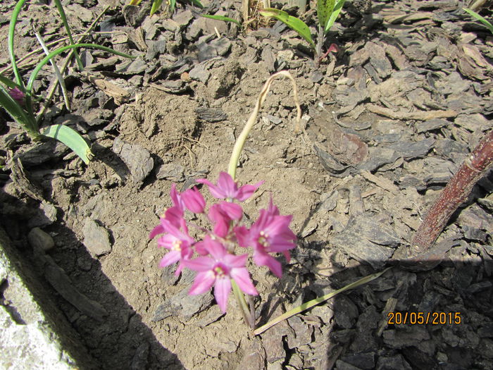Allium - a Primavara