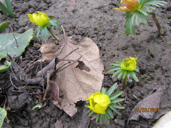 Anemone Er. mar. (3)