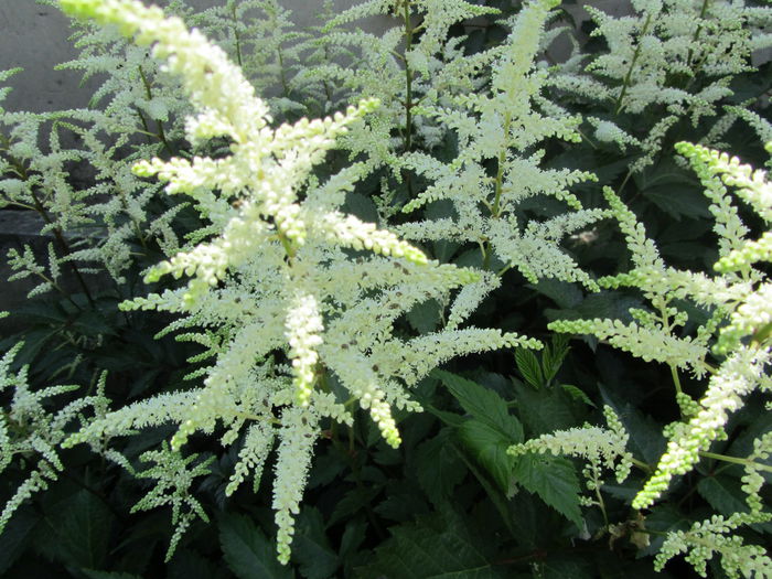 Astilbe (2) - a Primavara