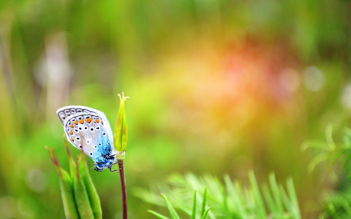 BestHDWallpapersPack1207_96