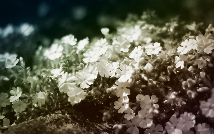 BestHDWallpapersPack1207_104