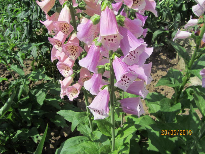 Degetari (11) - a Primavara