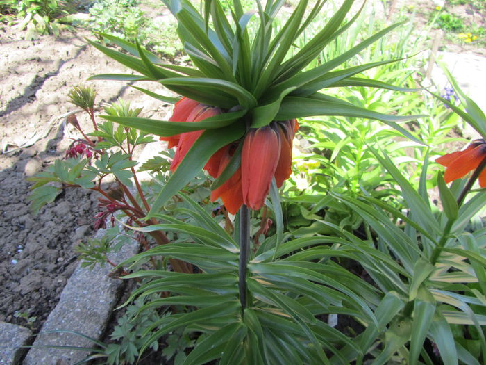 Fritillaria imp. (8)