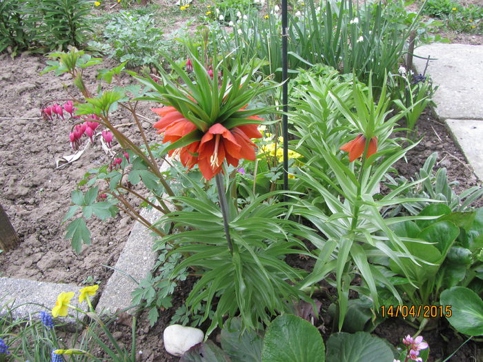 Fritillaria imp. (10)
