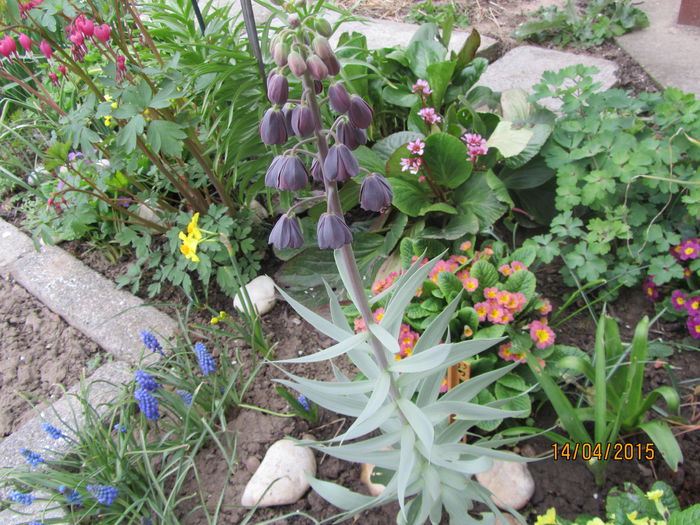 Fritillaria persica (3)