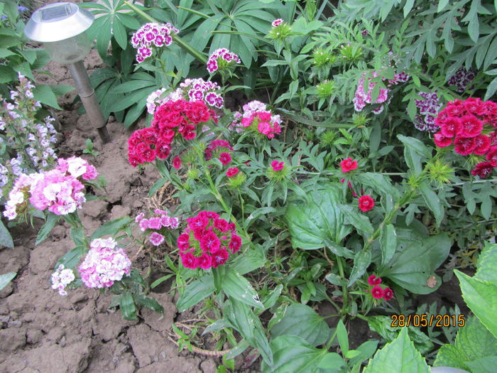 Garofite turcesti (3)