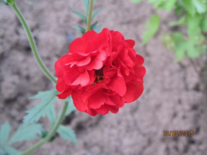 Geum coccineum chiloense (3)
