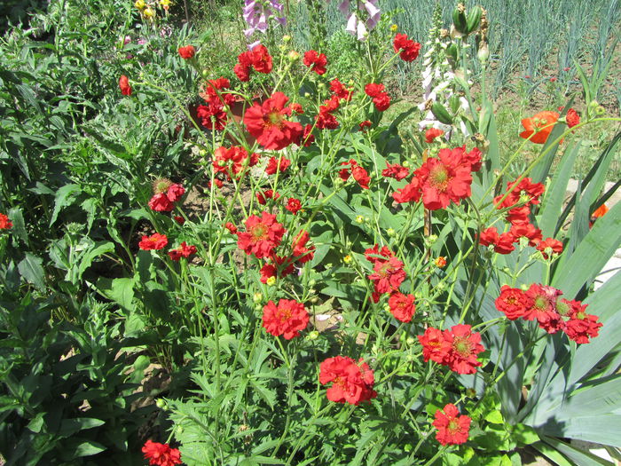 Geum coccineum chiloense (14)