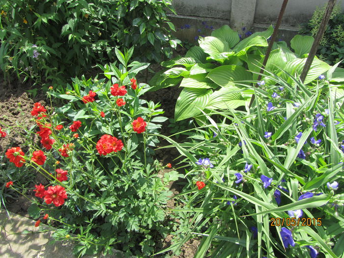 Geum si tradescantia