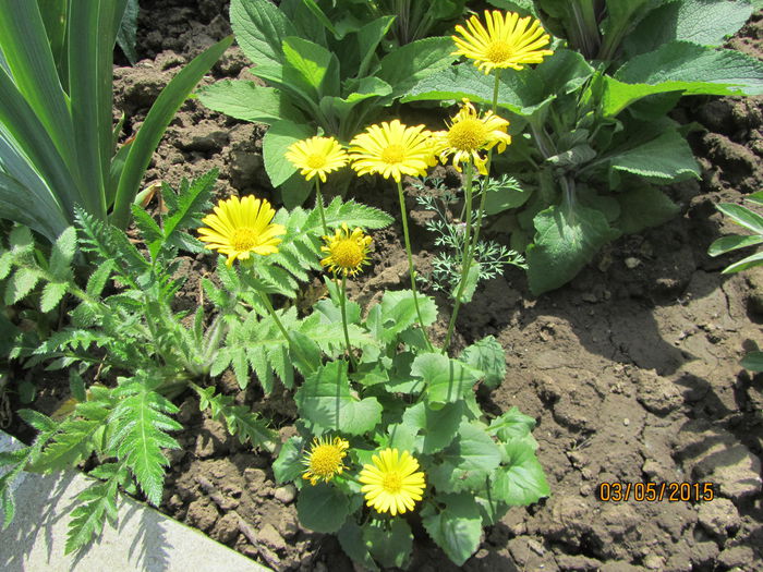 Iarba ciutei (5)-Doronicum caucazica