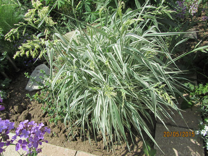 Iarba dec. Phalaris arundinacea picta (2)