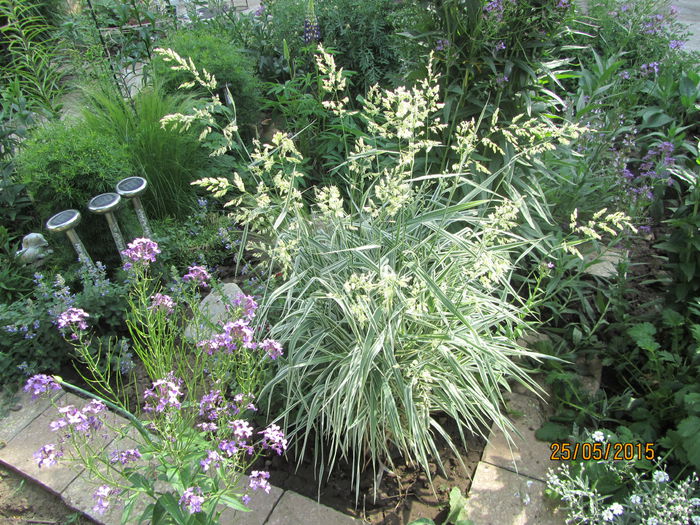 Iarba dec. Phalaris arundinacea picta (4)