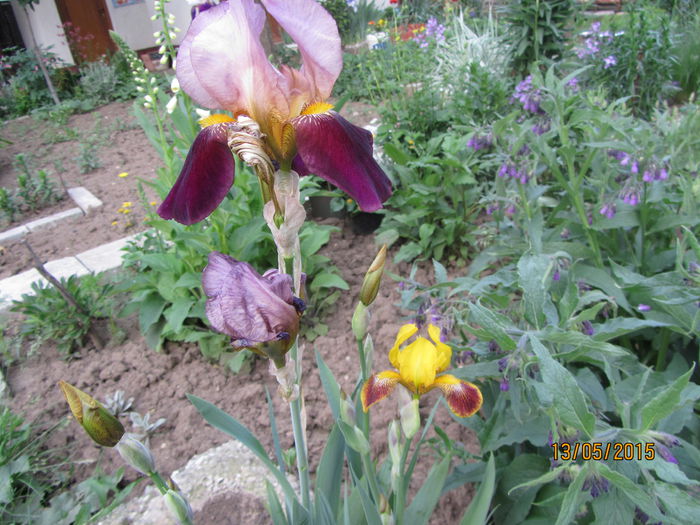 Iris germanica (12)