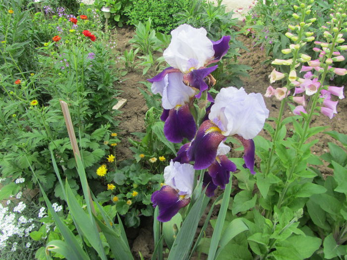 Iris germanica (17)