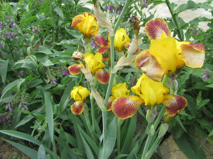 Iris germanica (19)