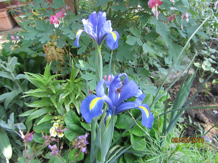 Iris holandica (4)