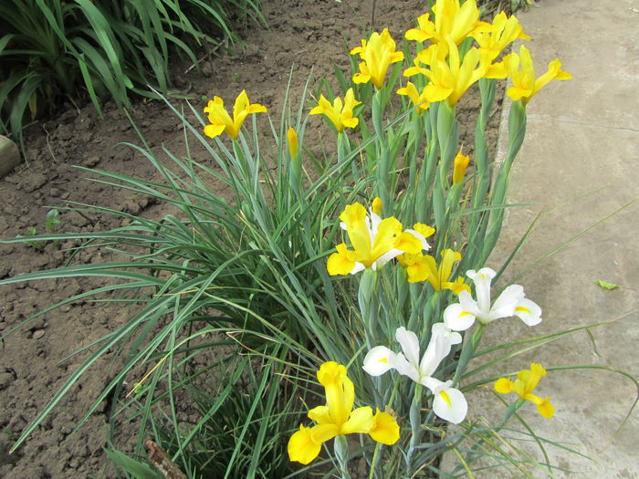 Iris holandica (6)