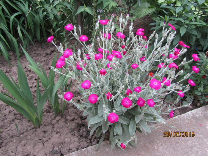Lychnis coronaria (4)