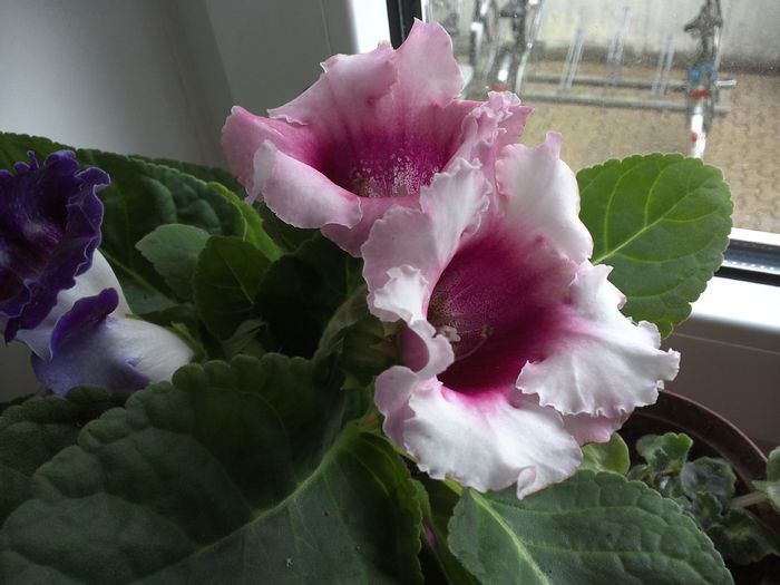 WIN_20150528_193119 - gloxinia