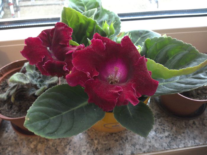 WIN_20150528_193630 - gloxinia