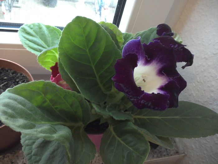 WIN_20150528_193645 - gloxinia