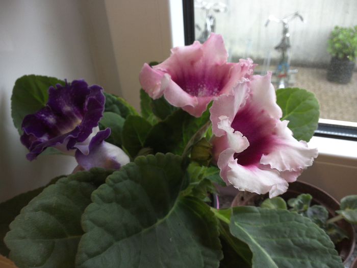 WIN_20150528_193655 - gloxinia