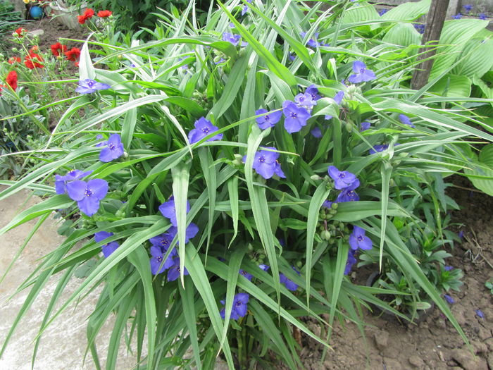 Tradescantia