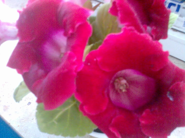 Image020 - gloxinia