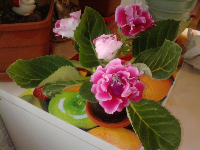 P1409_10-04-11 - gloxinia