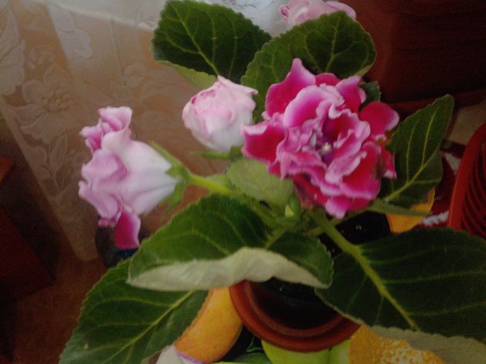 P1410_10-04-11 - gloxinia