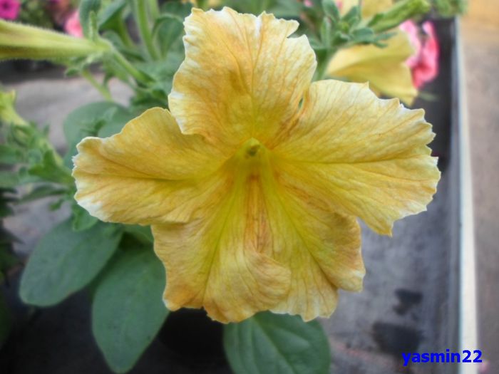 097  26 apr 2015 - X-Petunie noutăți