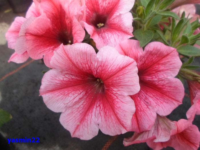 098  26 apr.2015 - X-Petunie noutăți