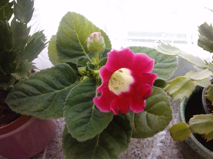 P1214_09-04-13 - gloxinia