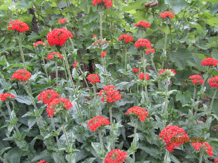 IMG_0086 - Flori de gradina-2015Vara