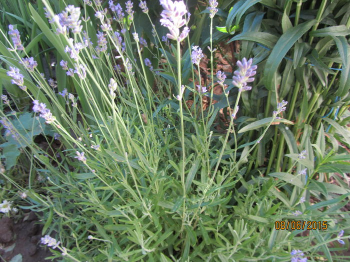 IMG_0119 - Flori de gradina-2015Vara