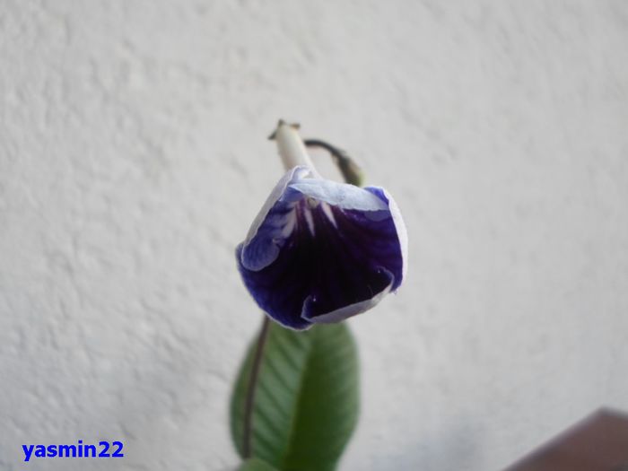 172 - 3-Streptocarpus