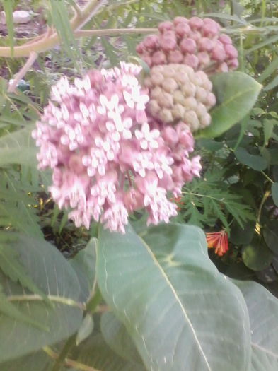 asclepias syrianca sau ceara albinei