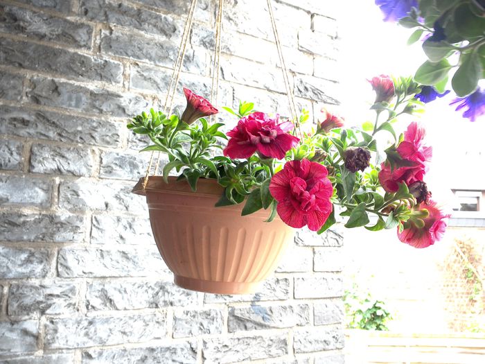 WIN_20150602_143950 - diverse_floricele