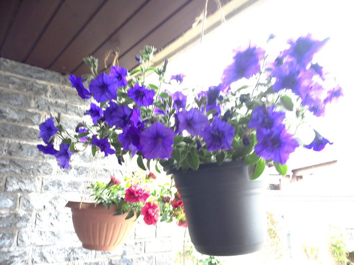 WIN_20150602_144008 - diverse_floricele